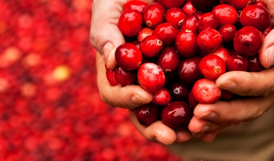 The therapeutic workings of cranberry in the urinary tract and beyond